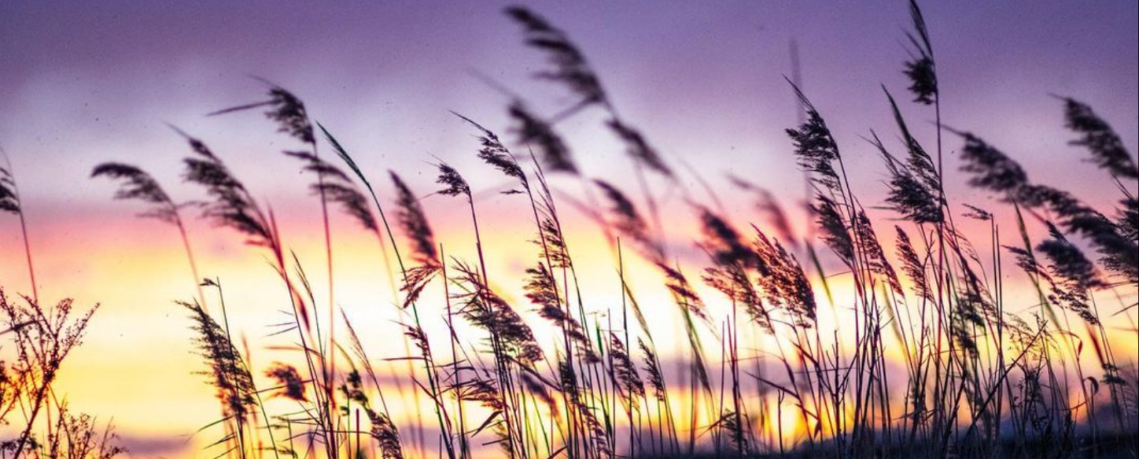 A sunset through the reeds at the beach (Instagram@captured_byjae)