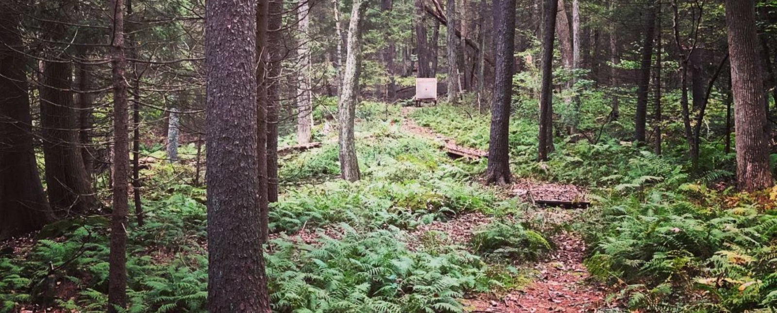 Hunting target in distance at Nye-Holman State Forest (Instagram@jaybecher)