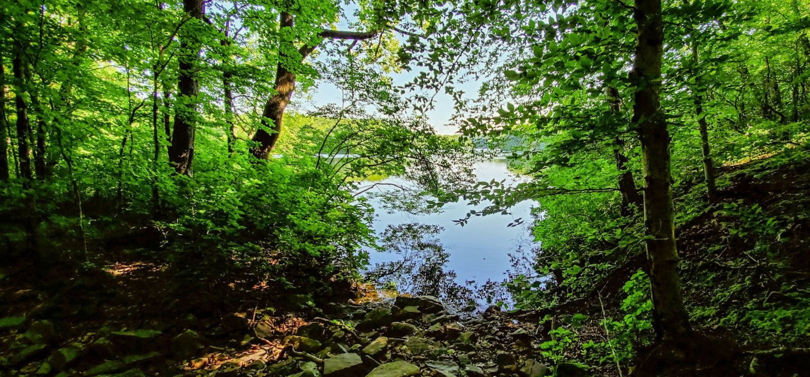 A view of green trees with water in the distance (Flickr@keith-thom)