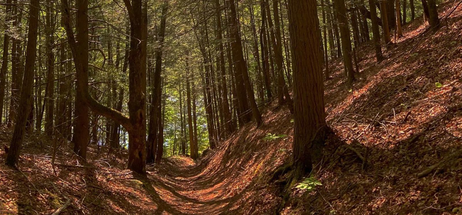 Trails through Sunrise State Park (Instagram@420_pictures_420)
