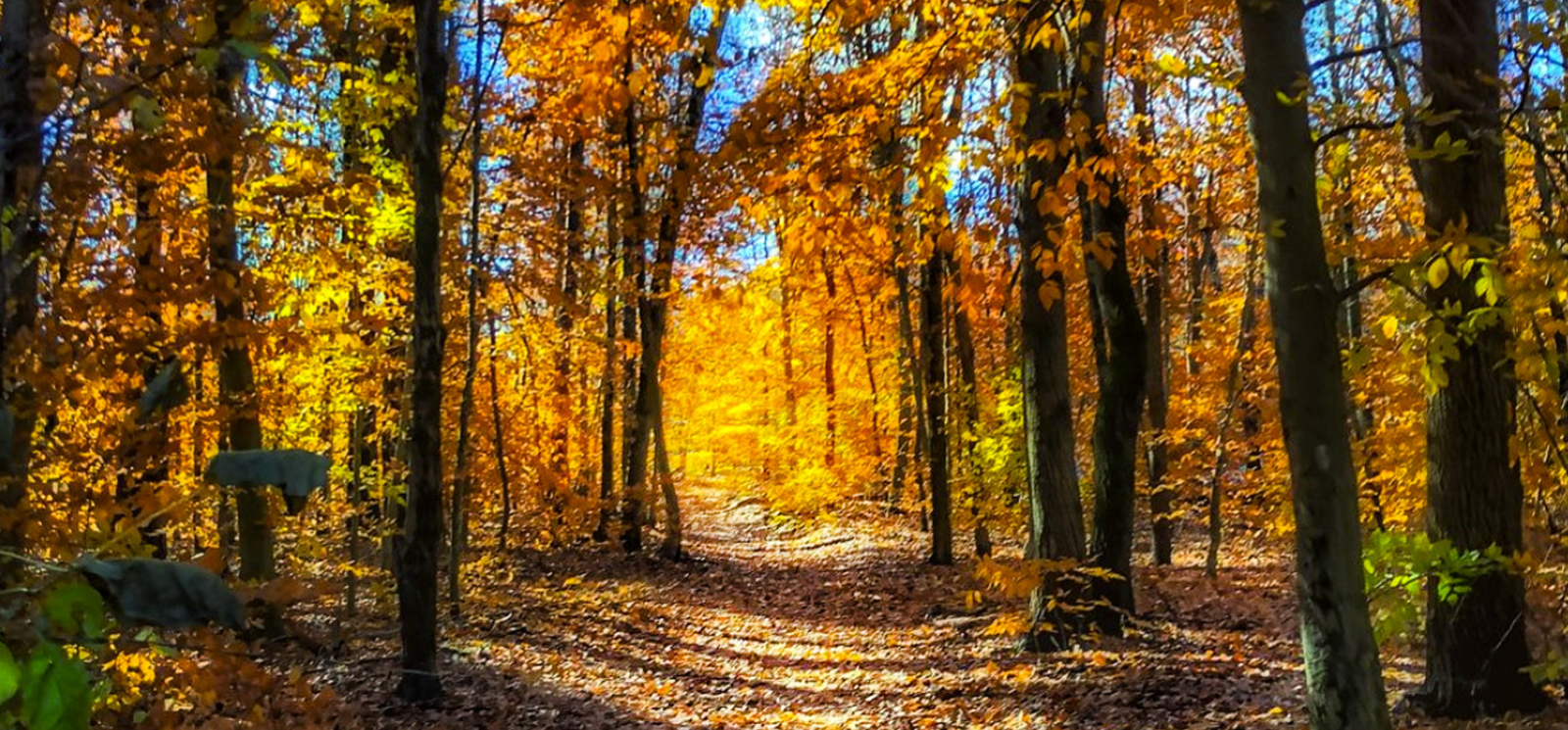 A scenic autumn path winding through the woods, surrounded by colorful leaves.
