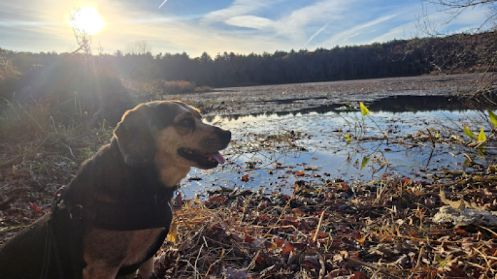 dog sitting by the water with the sun in the background