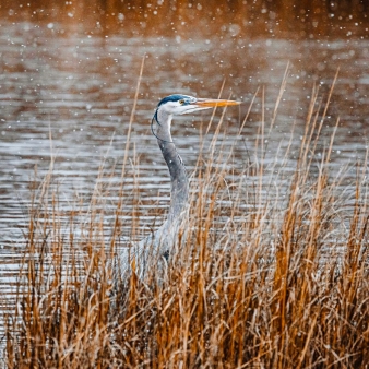 Egret in brush at Hammonassett State Park (Instagram@chrisreillyphoto)