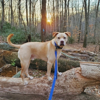 A dog standing on a fallen tree in the fall (Instagram@rodi.the_.pup_)