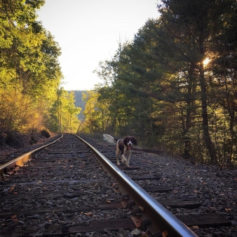 A dog walking along the railroad tracks in the fall (Instagram@housyangler)