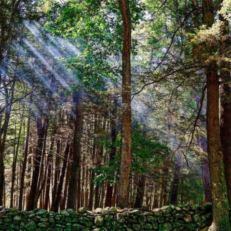 Sun shining through trees in the forest near stone wall (Instagram@swansonkphotography)