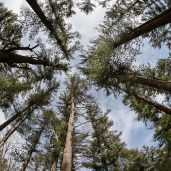 a view looking up at the treetops (Flickr)
