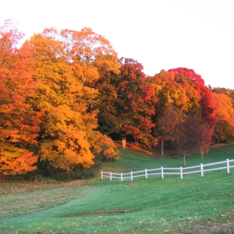 A field with a fence and orange fall trees behind