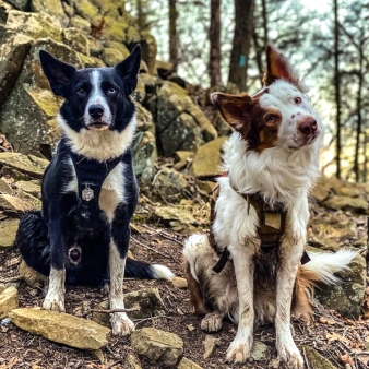 Two dogs sitting in the woods (Instagram@beeadventureswithdogs)