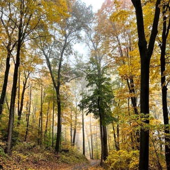 A hiking path through the woods in fall (Instagram@tracyegilchrist)