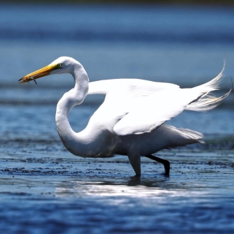 A beautiful white crane in the water (Instagram@the_eye__photography)