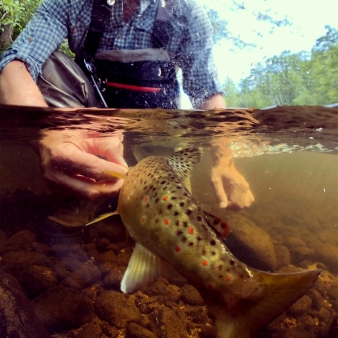 A fisherman holding fish underwater (Instagram@brunnals)