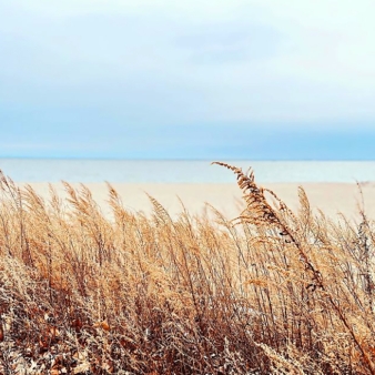 Summer flowers with Sherwood Island beach in background (Instagram@fineanddanict)