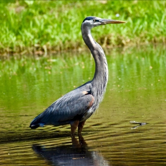 Portrait of egret at Stratton Brook State Park (Instagram@amyhunterdrago)