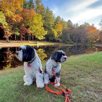 Two dogs at Stratton Brook Park (Instagram@sadie.and_.coop_)