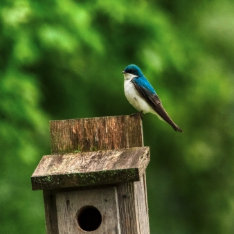 Bird watching at Topsmead State Forest (Instagram@chris_washburn_photography)
