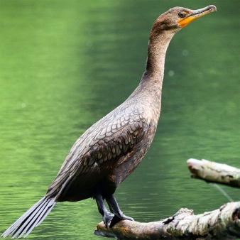 Bird on branch at Wharton Brook (Instagram@bjbjkh)