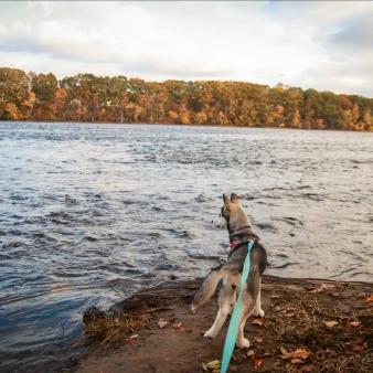 Windsor Locks Canal Dog Walking (Instagram@lilly_clover_husky)