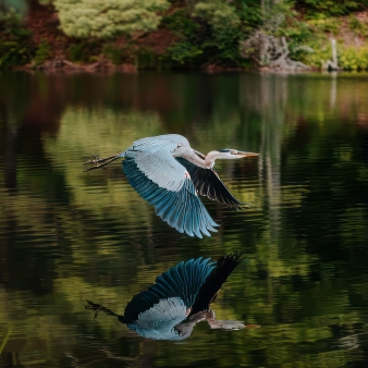 Blue Herron along pond at Black Rock State Park (Instagram@lightngvis)
