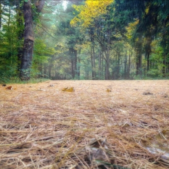 Forest floor with pine needles