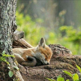 Sleeping baby fox in a tree (Instagram@kiera-giovanini)