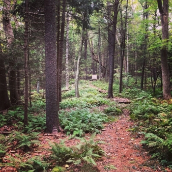 Hunting target in distance at Nye-Holman State Forest (Instagram@jaybecher)