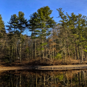 A waterfront view among pine trees and shimmering water.