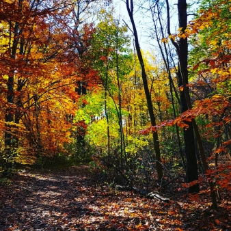 A scenic trail in the woods with vibrant leaves in various colors.